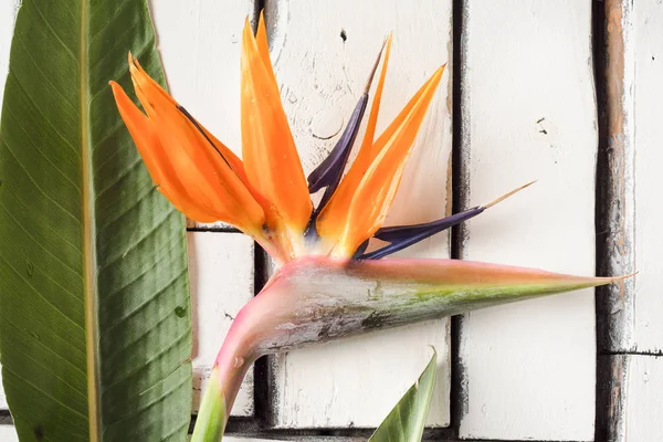 Turuncu tropikal çiçek ve egzotik yaprak beyaz plak panoları masaya yalan. Cennet kuşu.