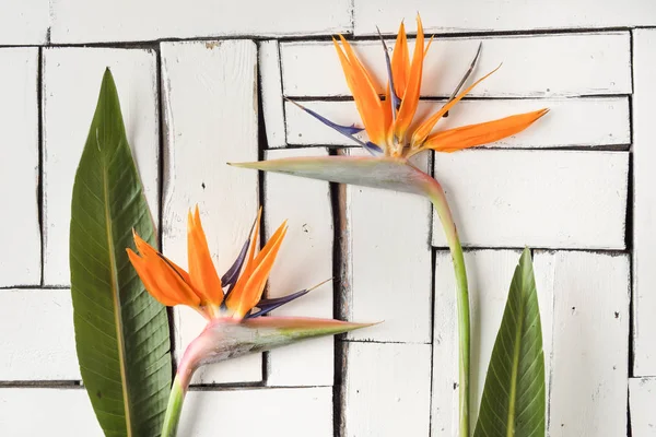 Turuncu tropikal çiçek ve egzotik yaprak beyaz plak panoları masaya yalan. Cennet kuşu.