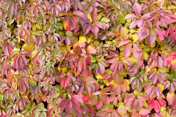 Red, yellow, green and purple autumn ivy leaves on the wall of the house or fence. Many details, the canvas background.