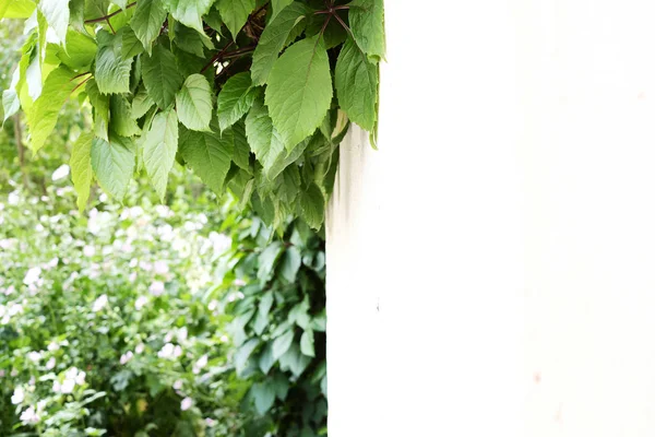 Groene klimop op een witte muur. — Stockfoto