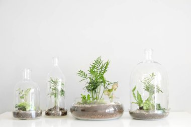 Beyaz zemin üzerinde bir cam kubbe şişe tarafından korunan tencere birkaç yeşil bitkiler.