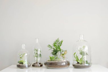 Beyaz zemin üzerinde bir cam kubbe şişe tarafından korunan tencere birkaç yeşil bitkiler.