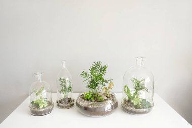 Beyaz zemin üzerinde bir cam kubbe şişe tarafından korunan tencere birkaç yeşil bitkiler.