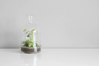 Beyaz zemin üzerinde bir cam kubbe şişe tarafından korunan tencere yeşil bitkiler.