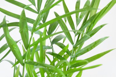 Beyaz arka plan üzerinde küçük yeşil yaprakları yakın çekim