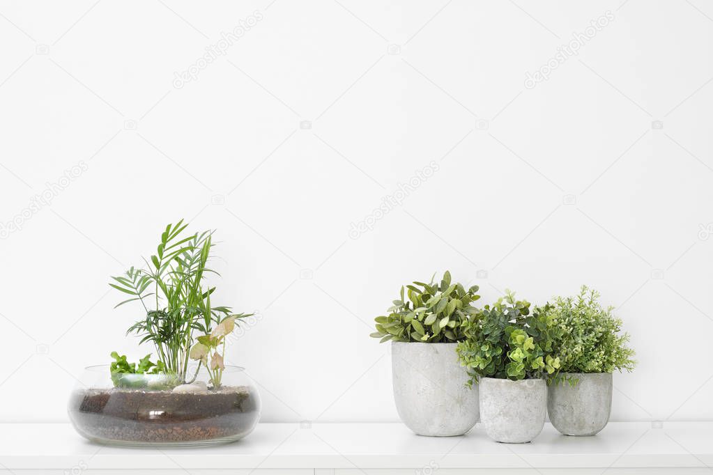 Pot plants in glass pots and concrete on a background of white background