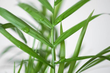 Beyaz arka plan üzerinde küçük yeşil yaprakları yakın çekim