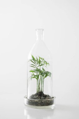 Beyaz zemin üzerinde bir cam kubbe şişe tarafından korunan tencere yeşil bitkiler.