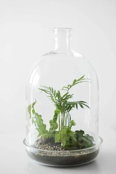 Gröna växter i krukor som skyddas av en kupol glasflaska på vit bakgrund. — Stockfoto