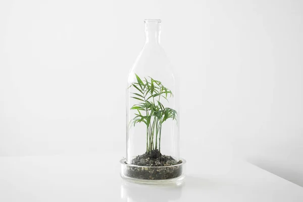 Plantas verdes em vasos protegidos por uma garrafa de cúpula de vidro em um fundo branco . — Fotografia de Stock