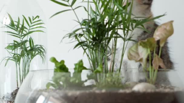Домашній кіт нюхає зелені рослини в скляних горщиках під кришками . — стокове відео
