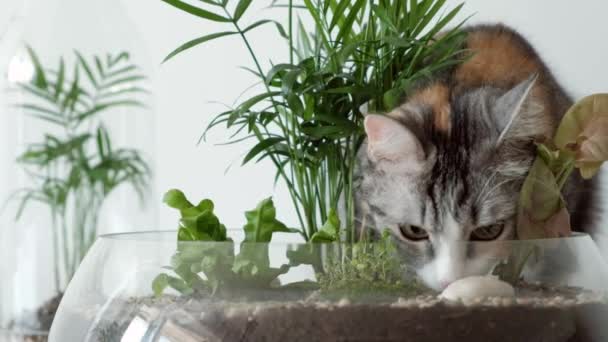 Un chat renifle des plantes vertes dans des pots en verre sous couverture . — Video