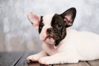 Fransız bulldog yavru kurullarının yerde yatıyor.