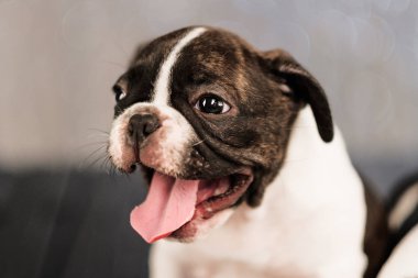 Fransız buldozer dört yavru kurullarının yerde yatıyor.