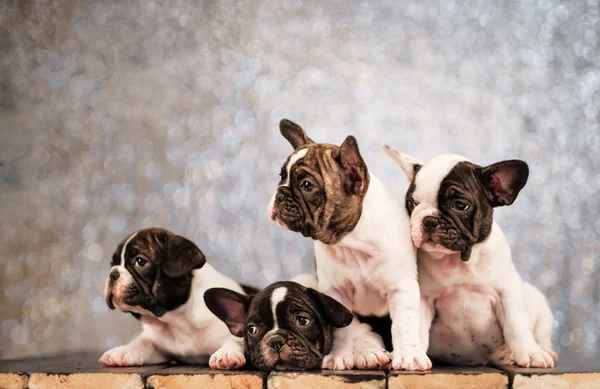 Four puppies of the French bulldog lies on the floor of the boards.