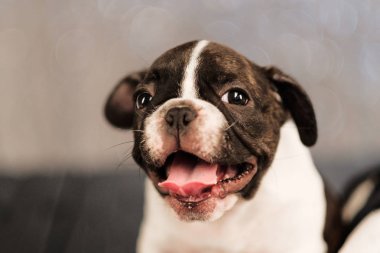 Fransız buldozer dört yavru kurullarının yerde yatıyor.