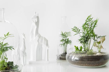 Beyaz zemin üzerinde bir cam kubbe şişe tarafından korunan tencere birkaç yeşil bitkiler.