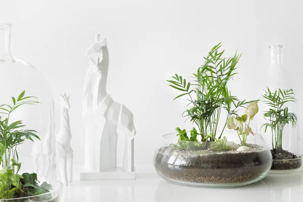 Beyaz zemin üzerinde bir cam kubbe şişe tarafından korunan tencere birkaç yeşil bitkiler.