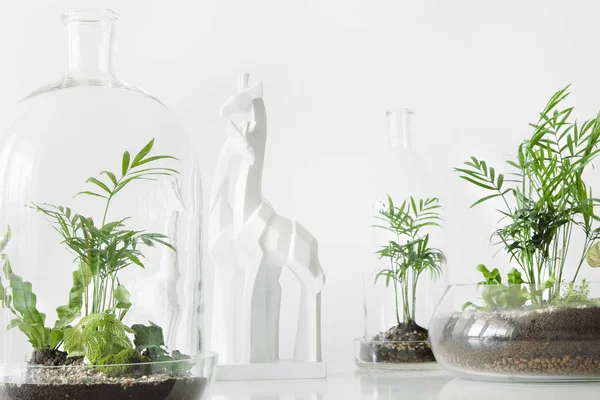 Beyaz zemin üzerinde bir cam kubbe şişe tarafından korunan tencere birkaç yeşil bitkiler.