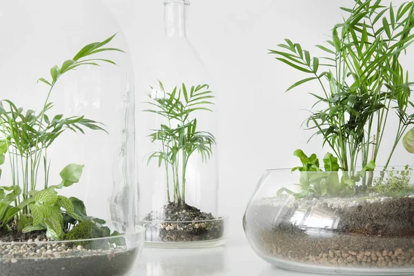 Beyaz zemin üzerinde bir cam kubbe şişe tarafından korunan tencere birkaç yeşil bitkiler.