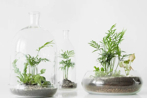 Beyaz zemin üzerinde bir cam kubbe şişe tarafından korunan tencere birkaç yeşil bitkiler.