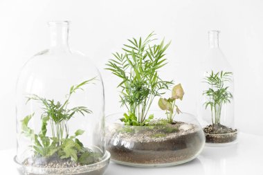 Beyaz zemin üzerinde bir cam kubbe şişe tarafından korunan tencere birkaç yeşil bitkiler.