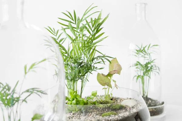 Несколько зеленых растений в горшках защищены стеклянной бутылкой купола на белом фоне . — стоковое фото