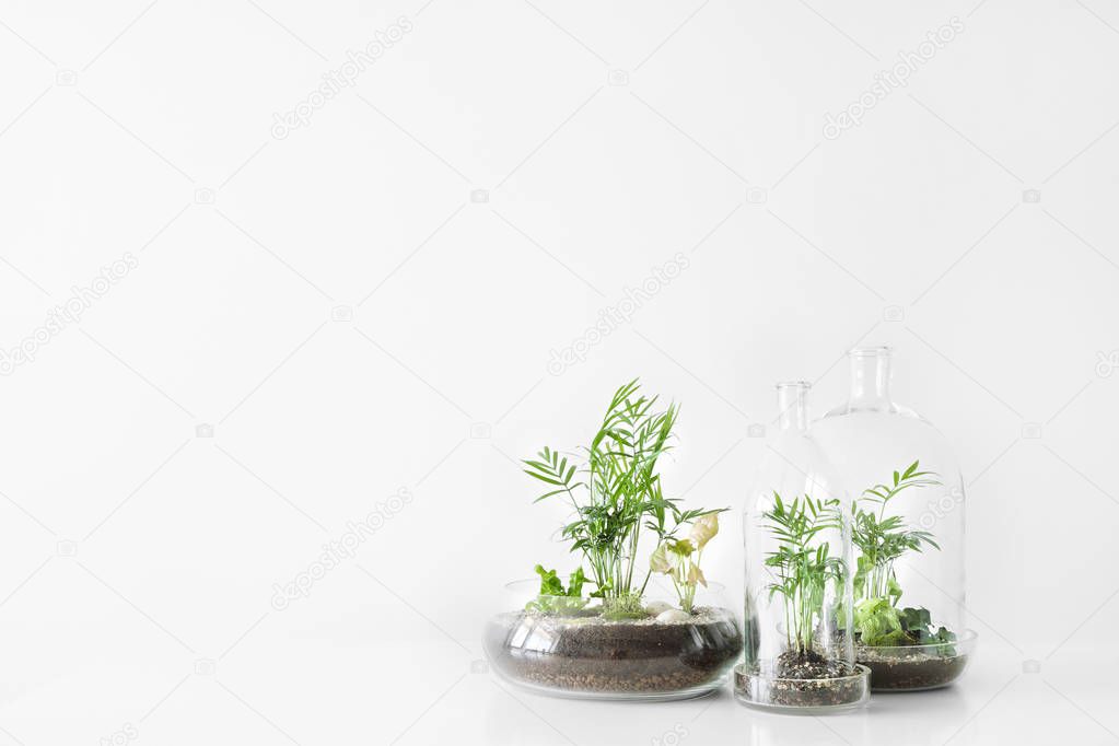 Few green plants in pots protected by a glass dome bottle on a white background.