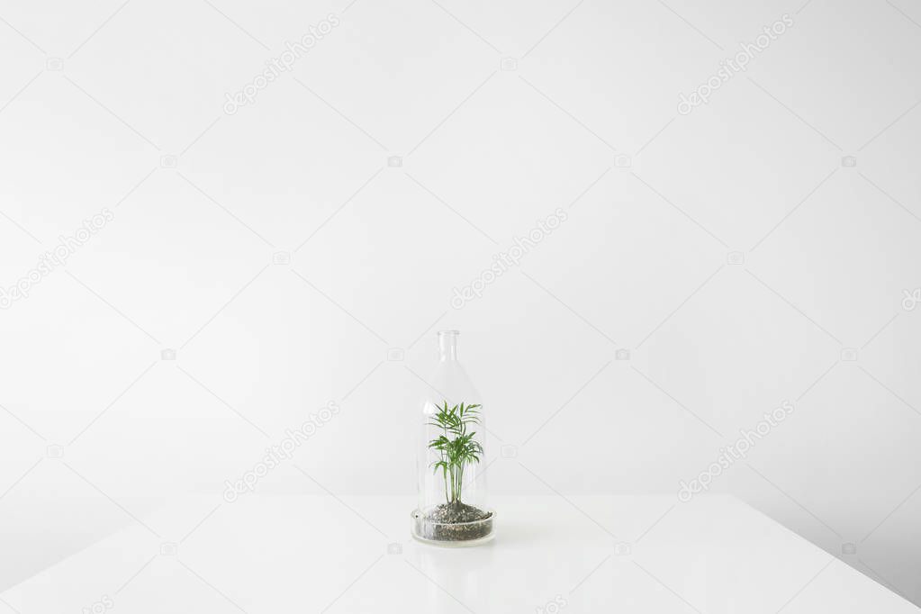 Green plants in pots protected by a glass dome bottle on a white background.