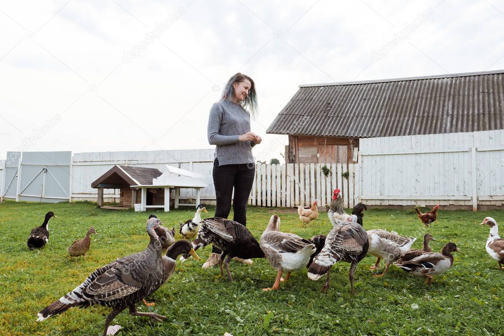 A young girl feeds domestic birds, ducks, hens, geese, turkeys in the yard of a rural house.