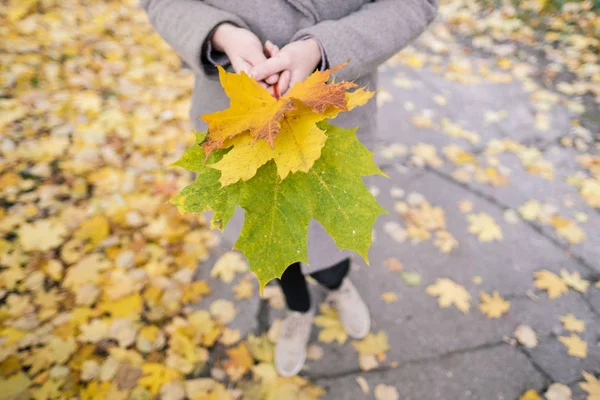 Gelbe, rote und grüne Herbstblätter im Freien in den Händen eines Mädchens. — Stockfoto