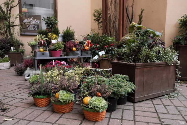 꽃과 식물의 많은 냄비 야외 가치가 있다 — 스톡 사진