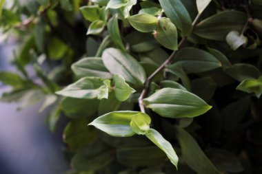 Tencere Ferforje merdiven yanında yeşil bitkiler.