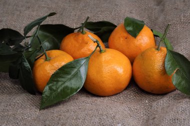 Mandalina bir arka planı gri kumaş, dalları ve yeşil yaprakları üzerinde yalan. Organik gıda.