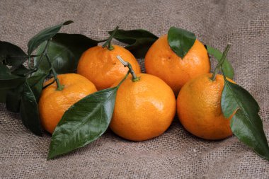 Mandalina bir arka planı gri kumaş, dalları ve yeşil yaprakları üzerinde yalan. Organik gıda.