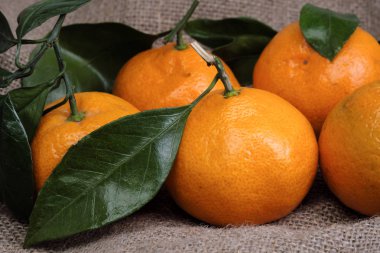 Mandalina bir arka planı gri kumaş, dalları ve yeşil yaprakları üzerinde yalan. Organik gıda.