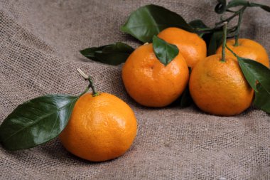 Mandalina bir arka planı gri kumaş, dalları ve yeşil yaprakları üzerinde yalan. Organik gıda.