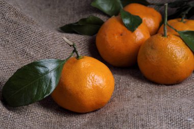 Mandalina bir arka planı gri kumaş, dalları ve yeşil yaprakları üzerinde yalan. Organik gıda.