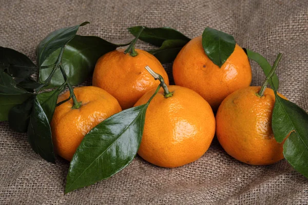Mandalina bir arka planı gri kumaş, dalları ve yeşil yaprakları üzerinde yalan. Organik gıda.
