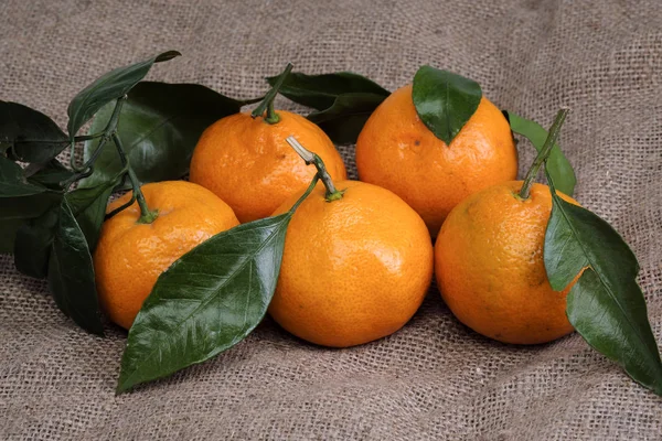 Mandalina bir arka planı gri kumaş, dalları ve yeşil yaprakları üzerinde yalan. Organik gıda.