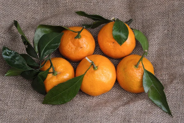 Mandalina bir arka planı gri kumaş, dalları ve yeşil yaprakları üzerinde yalan. Organik gıda.
