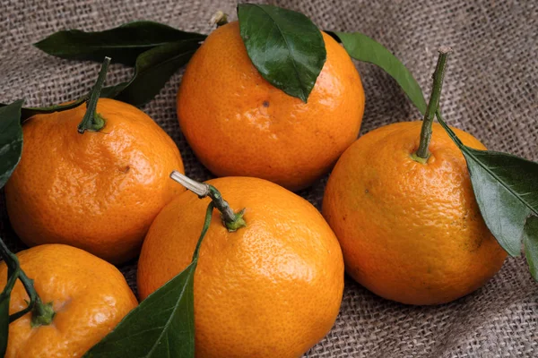 Mandalina bir arka planı gri kumaş, dalları ve yeşil yaprakları üzerinde yalan. Organik gıda.