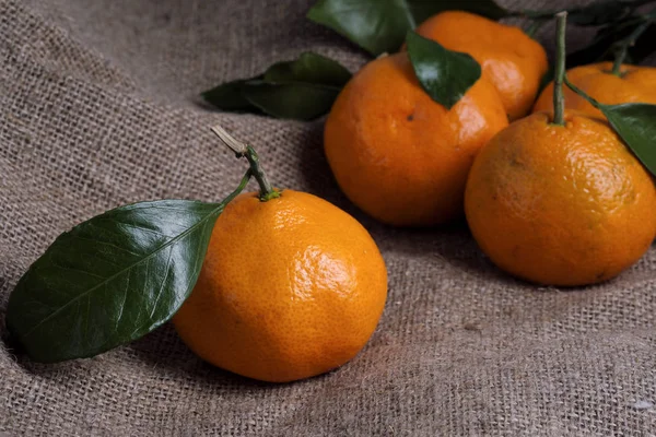 Mandalina bir arka planı gri kumaş, dalları ve yeşil yaprakları üzerinde yalan. Organik gıda.