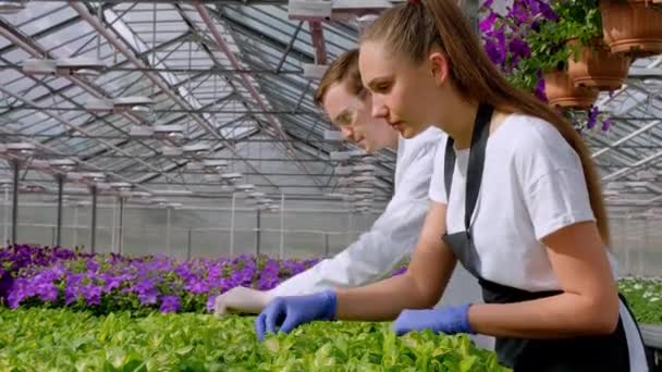 En ung man och kvinna i vita kappor och svarta förkläden, vetenskapsmän, biologer eller agronomer undersöka och analysera blommor och gröna växter i växthuset. — Stockvideo