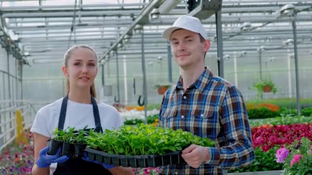 Dos jóvenes agricultores, un agrónomo o un florista en una camisa de trabajo a cuadros y un delantal están sosteniendo plantas verdes en el fondo de un gran invernadero brillante . — Vídeo de stock