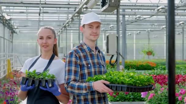 Deux jeunes agriculteurs, un agronome ou un fleuriste en chemise de travail à carreaux et tablier tiennent des plantes vertes dans le fond d'une grande serre lumineuse . — Video