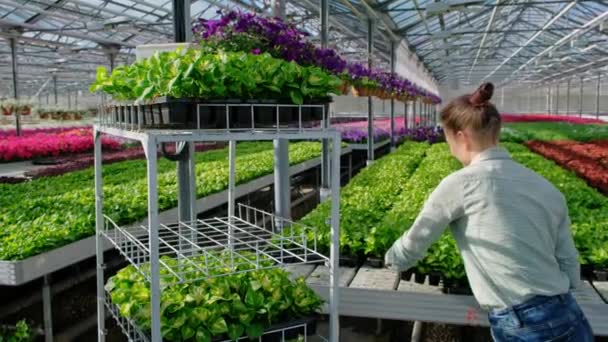 Una giovane donna agronomo o lavoratore serra in camicia a quadri porta un carrello con piante verdi in pallet in vendita . — Video Stock