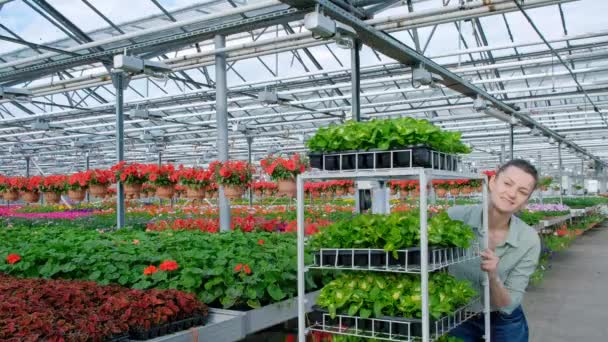 Agronomen en boeren zijn inspecteren planten in een kas boerderij met een laptop, boeren en onderzoekers in de analyse van de plant. agrarische technologie concepten. — Stockvideo