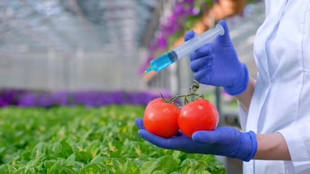 Händerna på en vetenskapsman biolog i blå handskar närbild. Agronom introducerar en blå vätska i en tomat med en spruta mot växthuset med gröna växter. — Stockvideo