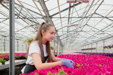 Çekici genç kadın çiçekçi veya agronomist iş giysileri ve apron büyük cam sera pembe çiçekler ilgilenir.